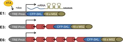 Dynamic Supraspliceosomes Are Assembled on Different Transcripts Regardless of Their Intron Number and Splicing State